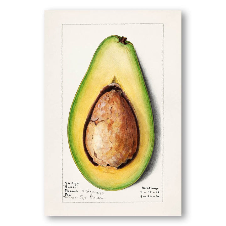 Avocado by Amada Almira Newton Art Print