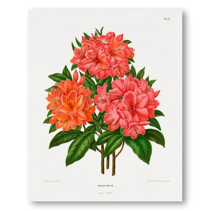 Azalea Mollis by Abraham Jacobus Wendel Art Print