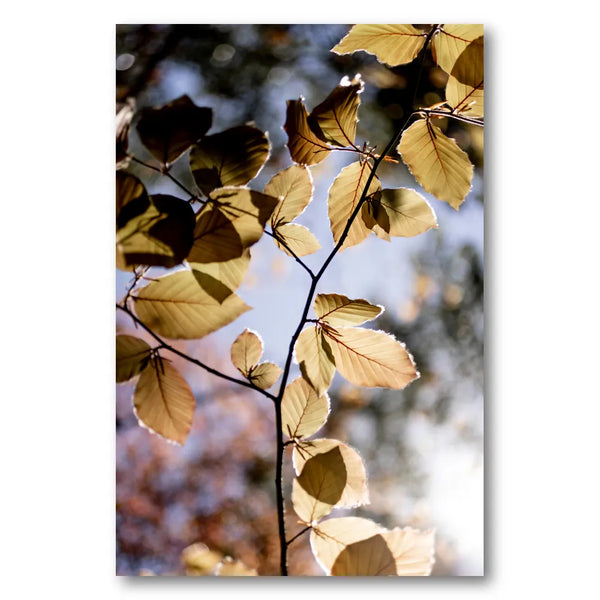 Backlit Golden Leaves Photo Print