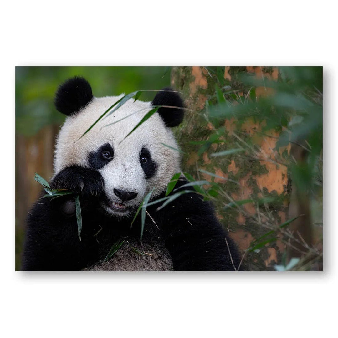 Panda Paradise Photo Print