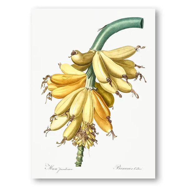Banana Vintage Botanical Art Print