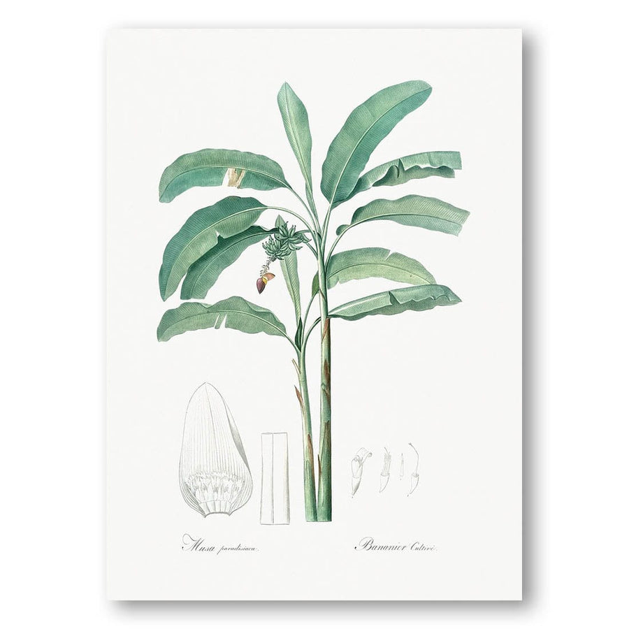 Banana Illustration by Pierre Joseph Redouté Art Print