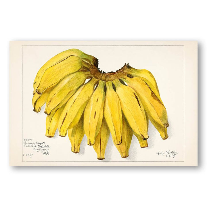 Bananas by Amada Almira Newton Art Print