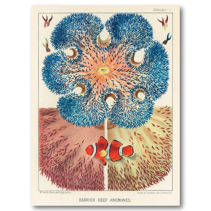 Vintage Sapphire Anemone Elegance Art Print