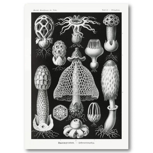 Basimycetes by Ernst Haeckel Art Print