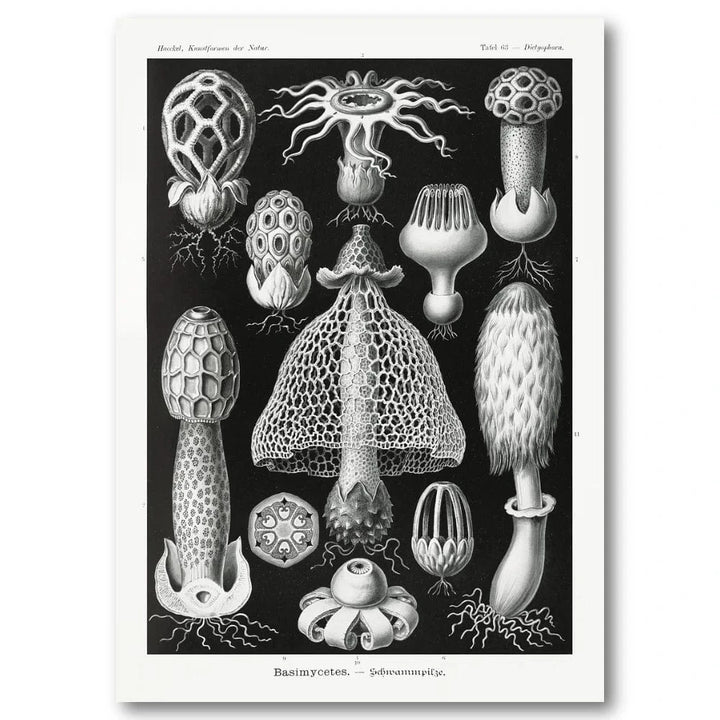 Basimycetes by Ernst Haeckel Art Print