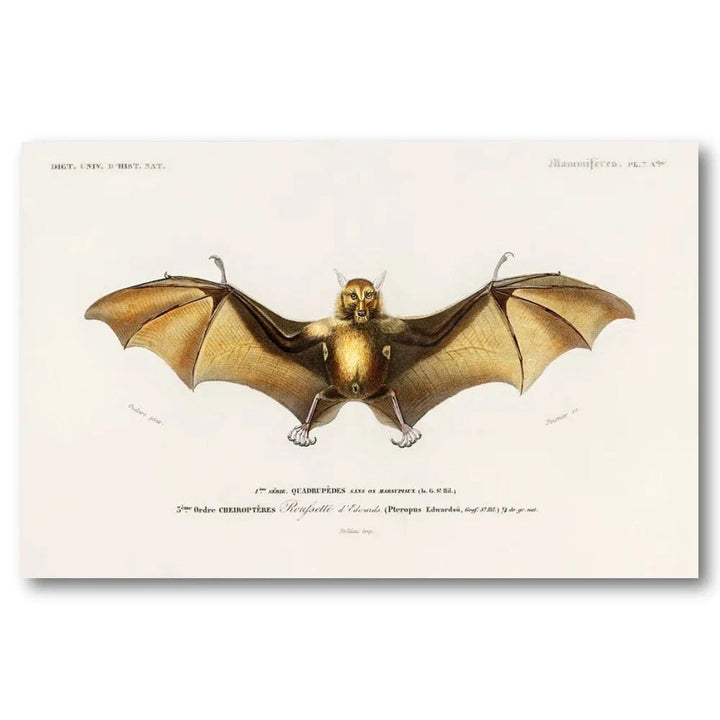 Bat Illustration by Orbigny Art Print