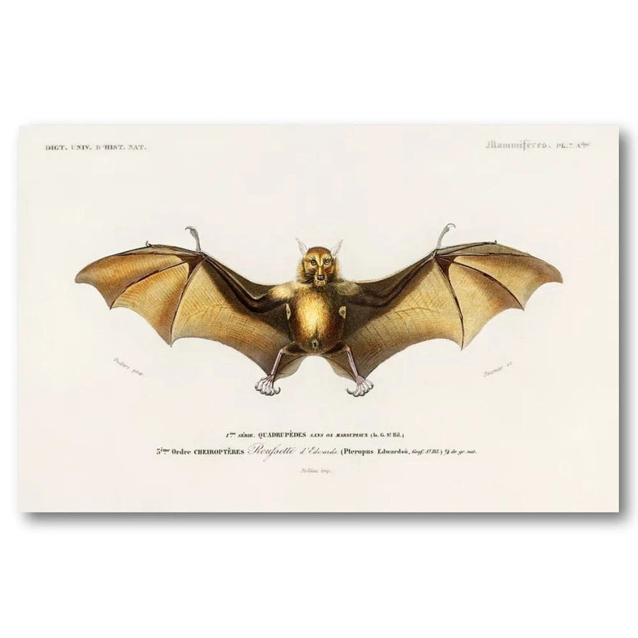Bat Illustration by Orbigny Art Print