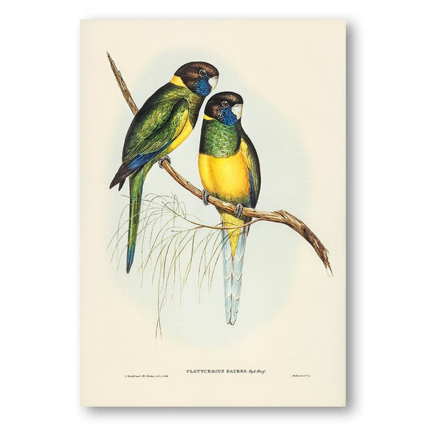 Bauers Parrakeet by Elizabeth Gould Art Print