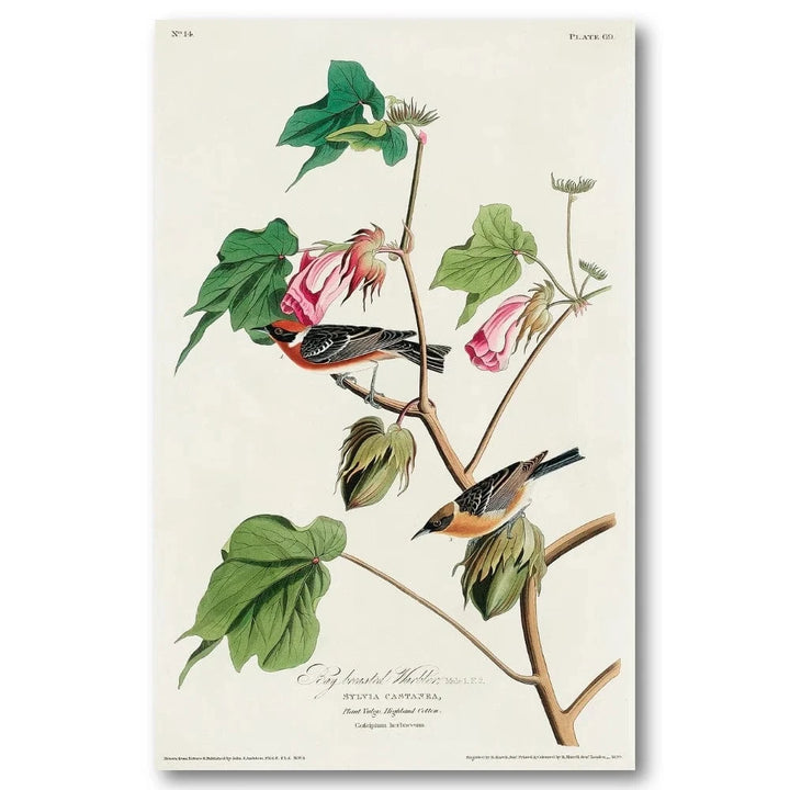 Bay-Breasted Warbler Art Print