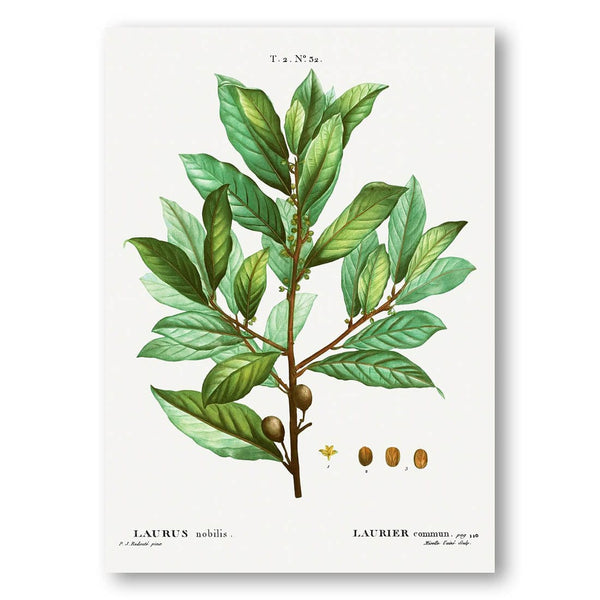 Bay Laurel Art Print