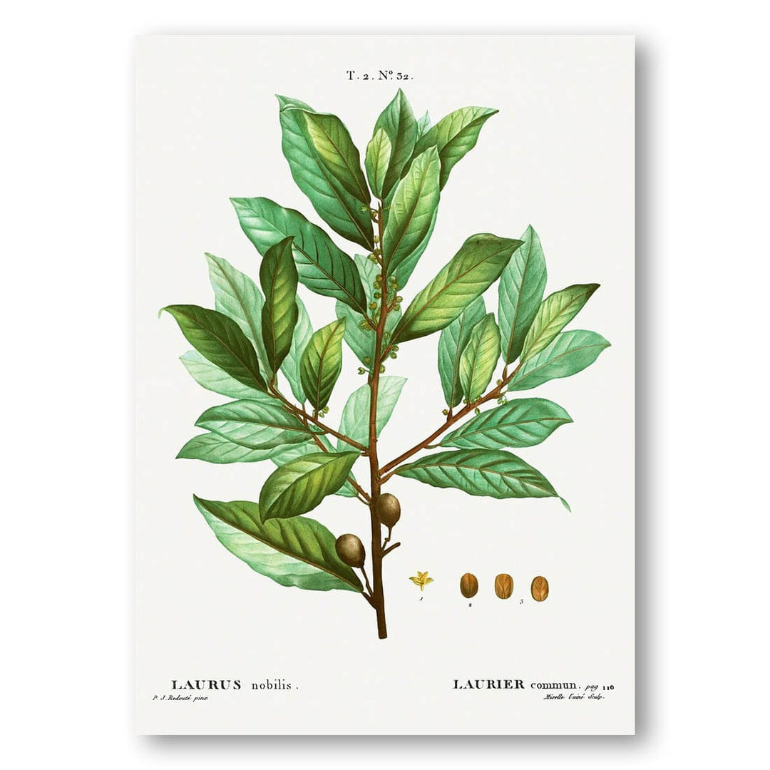 Bay Laurel vintage print, one of the pair
