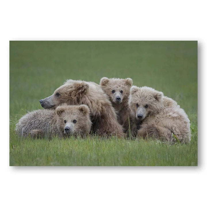 Grizzly Family Huddle Photo Print