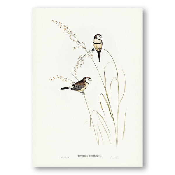 Bichenos Finch by Elizabeth Gould Art Print