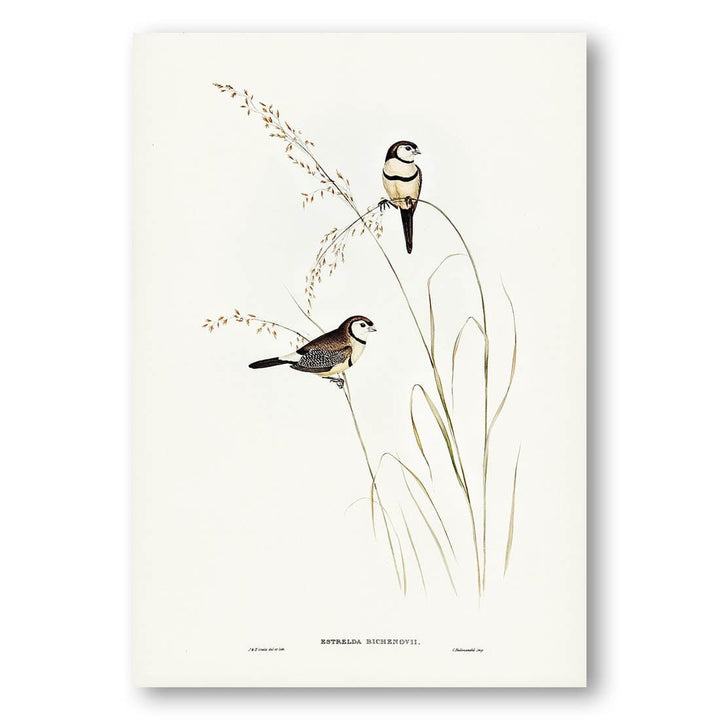 Bichenos Finch by Elizabeth Gould Art Print