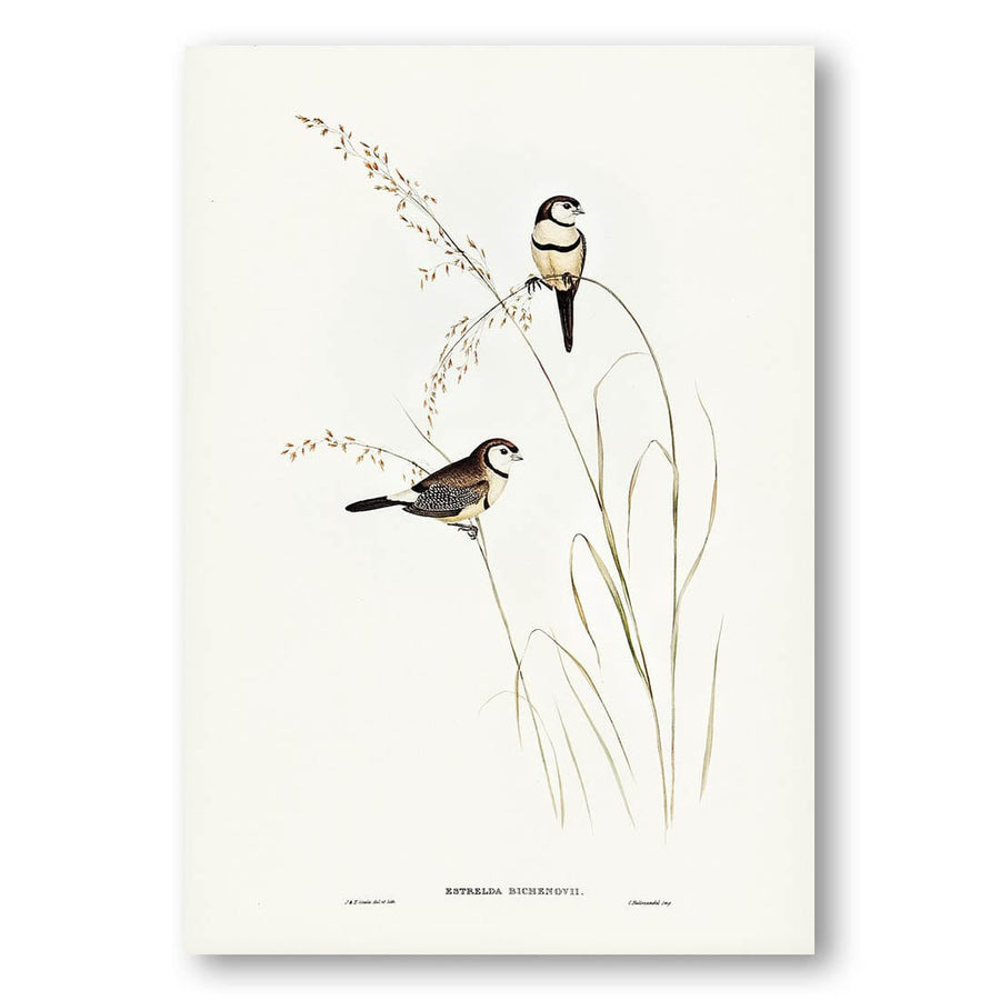 Bichenos Finch by Elizabeth Gould Art Print