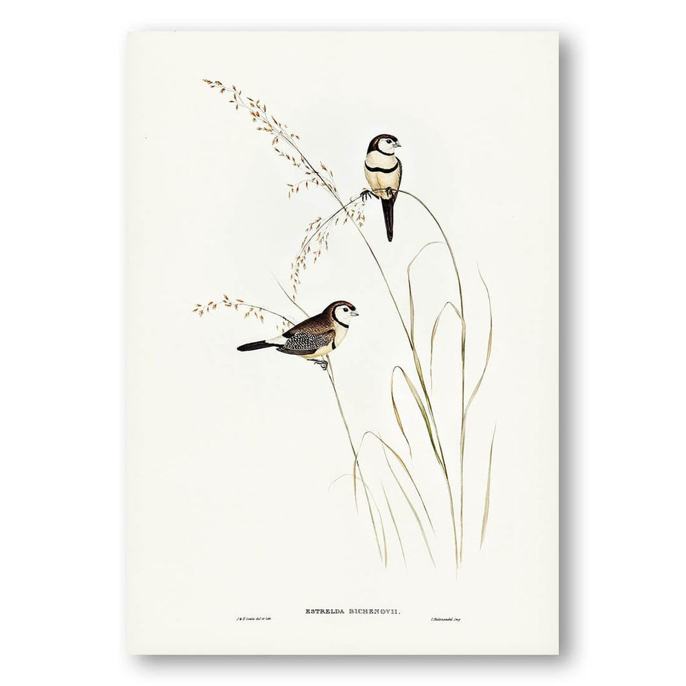 Bichenos Finch by Elizabeth Gould Art Print