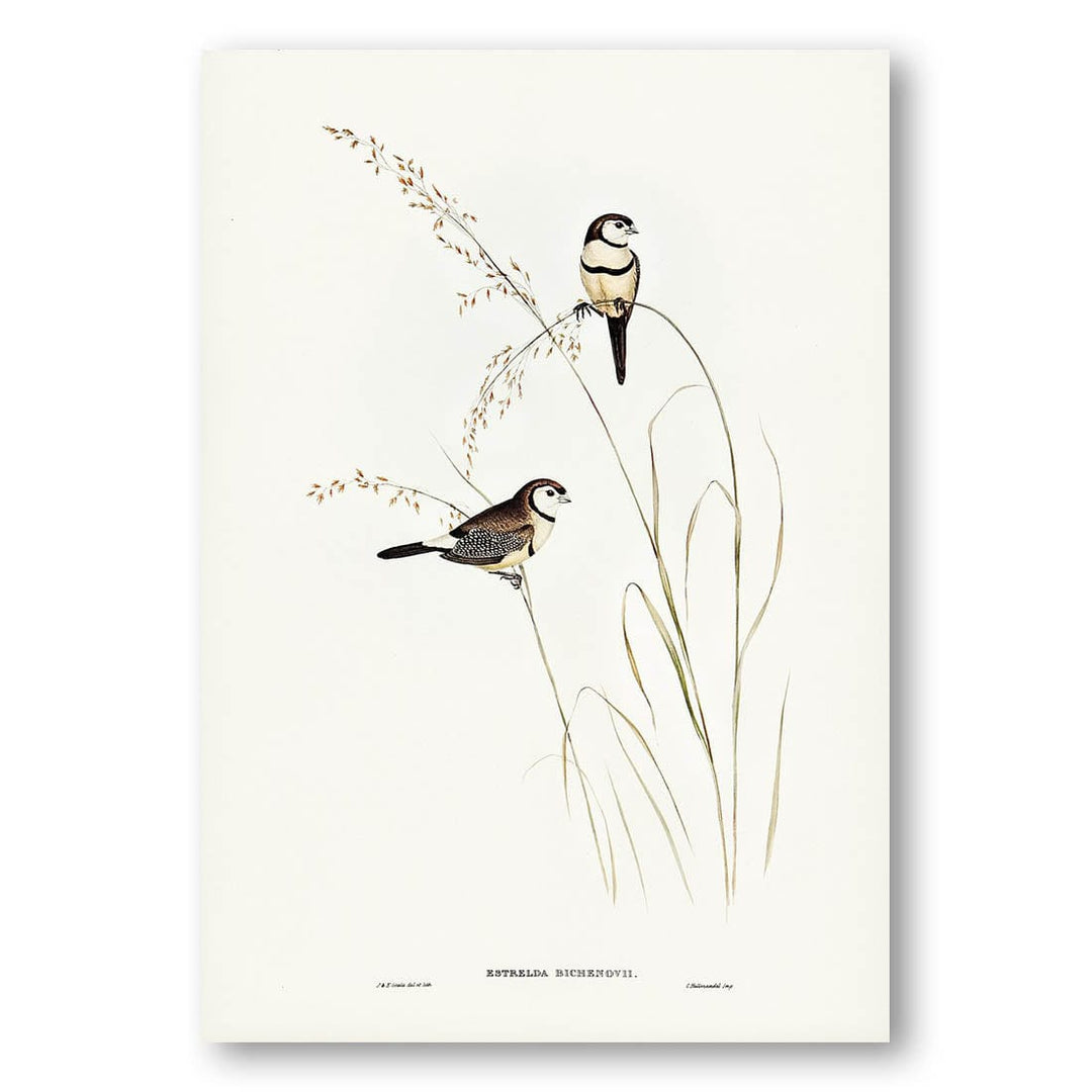 Bichenos Finch by Elizabeth Gould Art Print