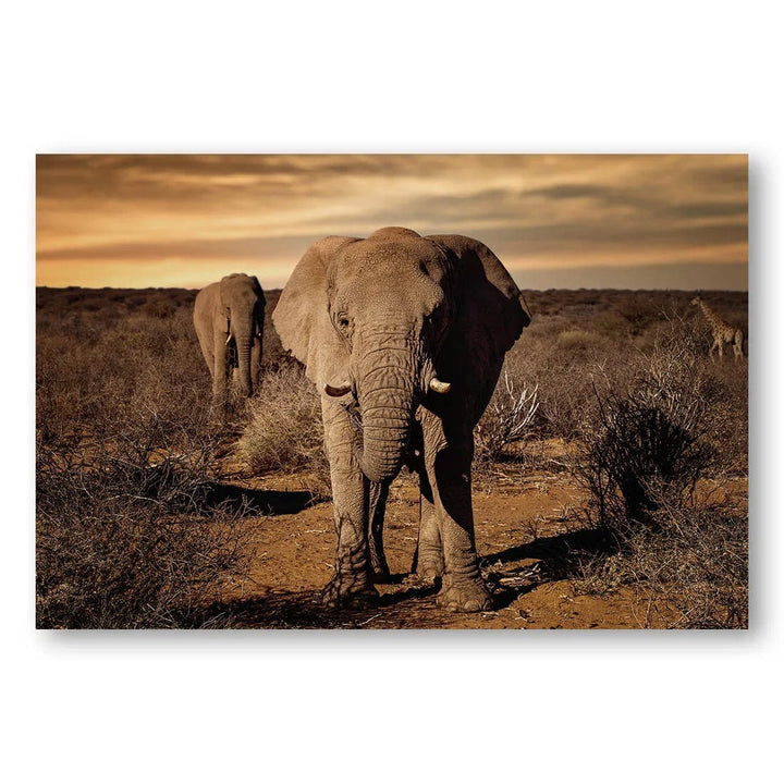 Big Elephant Safari Photo Print