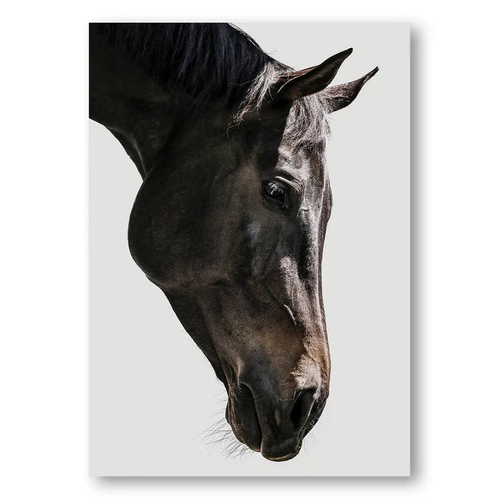 Bingo Stallion Photo Print