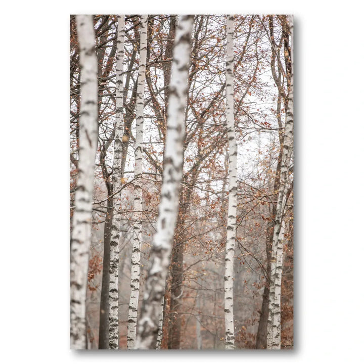 Birch Trees 6 Photo Print