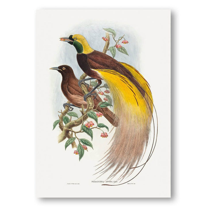 Bird of Paradise by John Gould Art Print