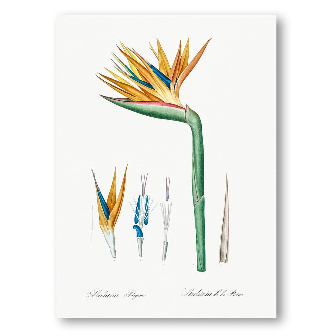 Bird of Paradise by Pierre-Joseph Redouté Art Print
