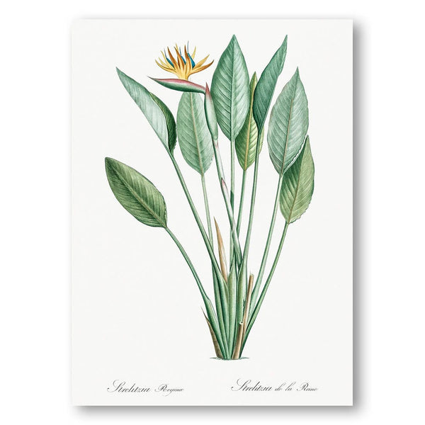 Bird of Paradise by Pierre-Joseph Redouté Golden Bloom Above Striped Foliage Art Print