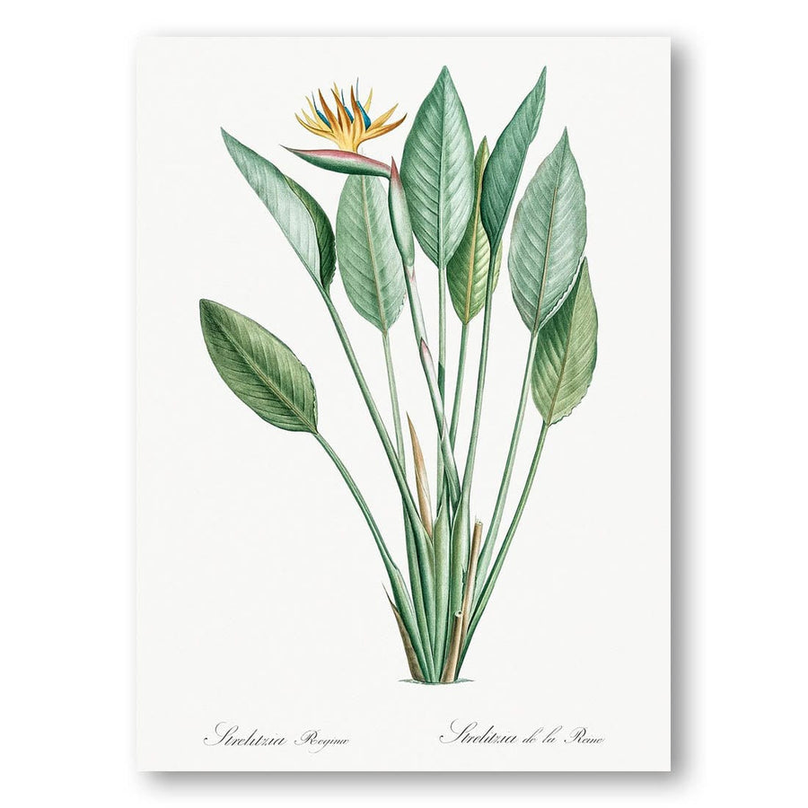 Bird of Paradise by Pierre-Joseph Redouté Golden Bloom Above Striped Foliage Art Print