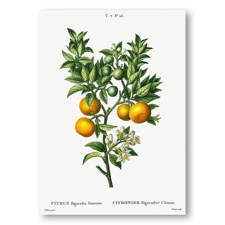 Bitter Sweet Oranges Art Print