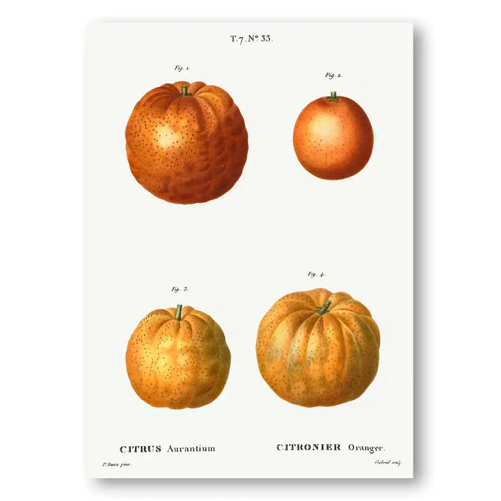 Bitter Orange Vintage Botanical Art Print