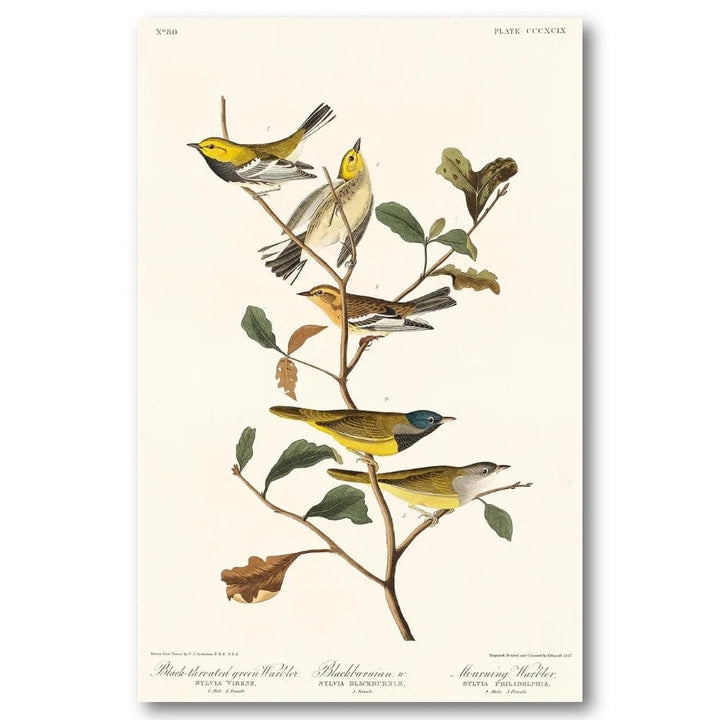 Warblers by Audubon Art Print
