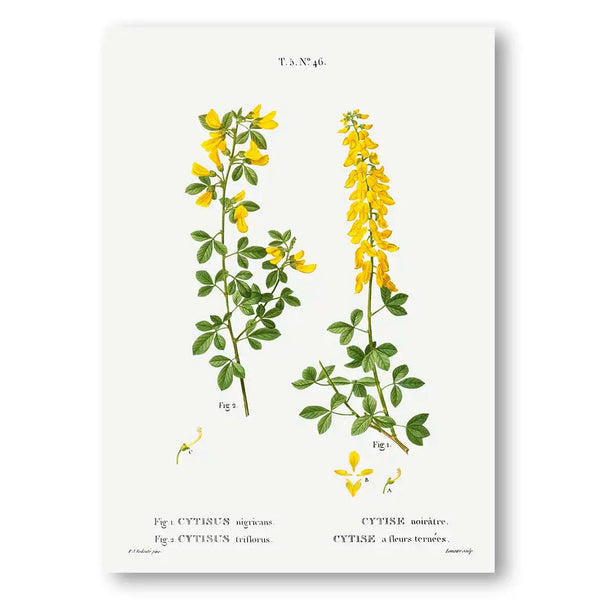 Black Broom & Hairy Broom Vintage Floral Art Print