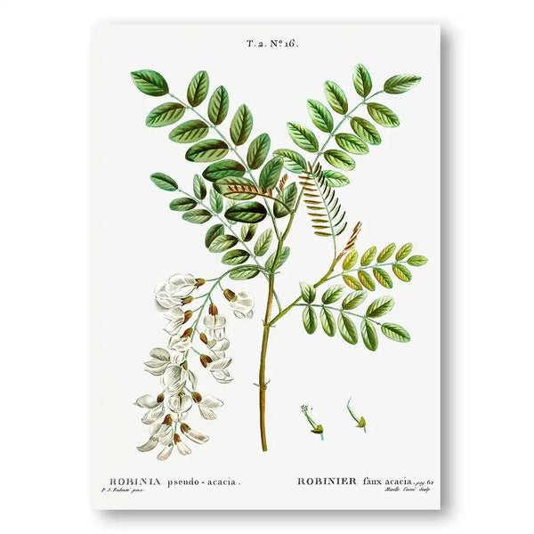 Black Locust Vintage Floral Art Print