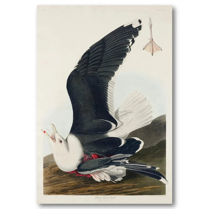 Black Backed Gull Art Print