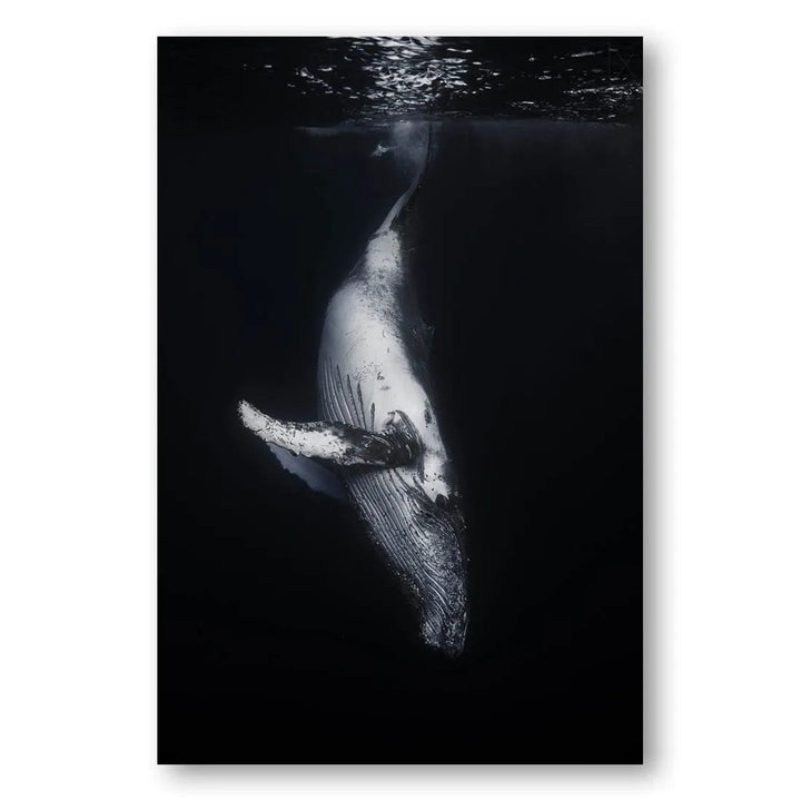 Abyssal Whale Majesty Photo Print