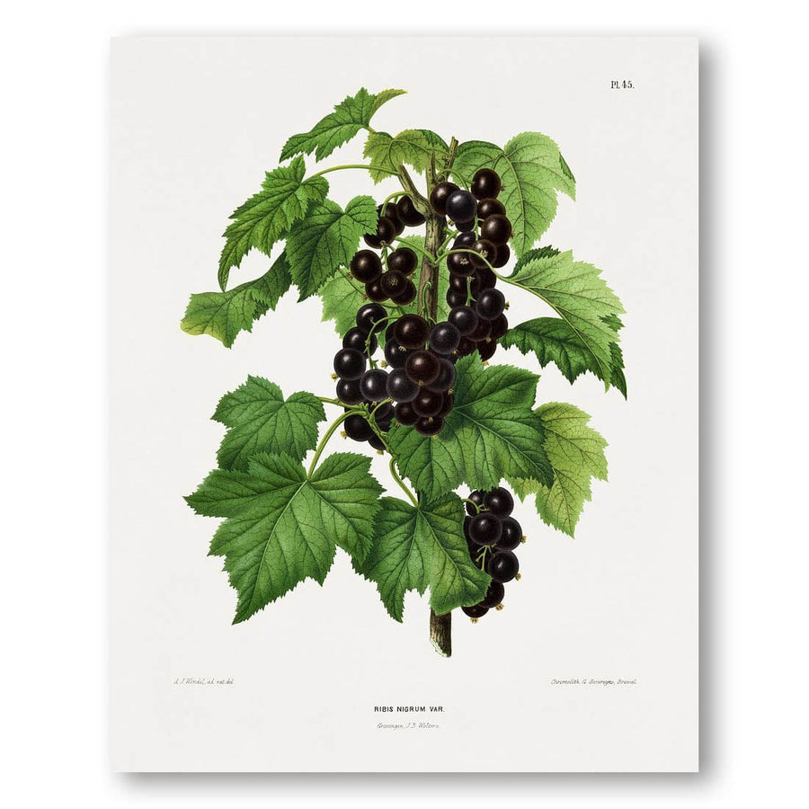 Blackcurrant by Abraham Jacobus Wendel Art Print