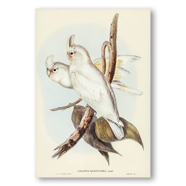 Blood-stained Cockatoo by Elizabeth Gould Art Print