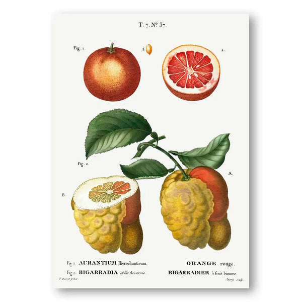 Blood Oranges Vintage Fruit Art Print