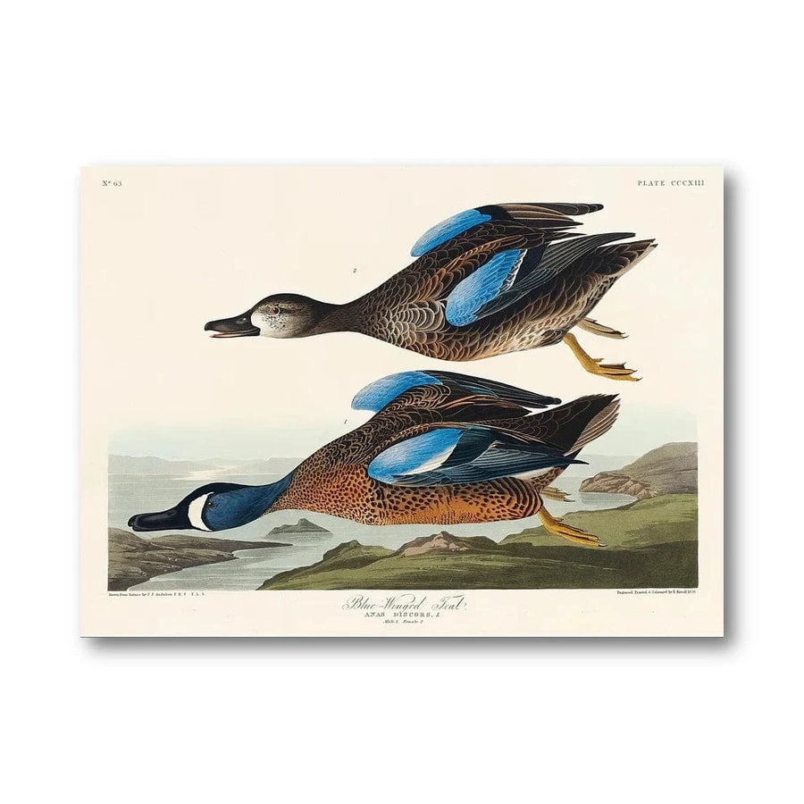 Blue Winged Teal Art Print