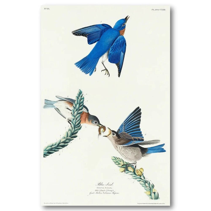Blue Bird Audubon Art Print