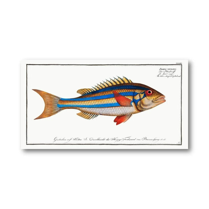 Vibrant Blue Striped Fish Art Print