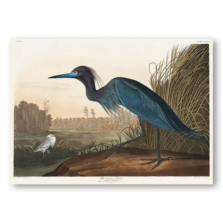 Blue Crane by John James Audubon Vintage Art Print