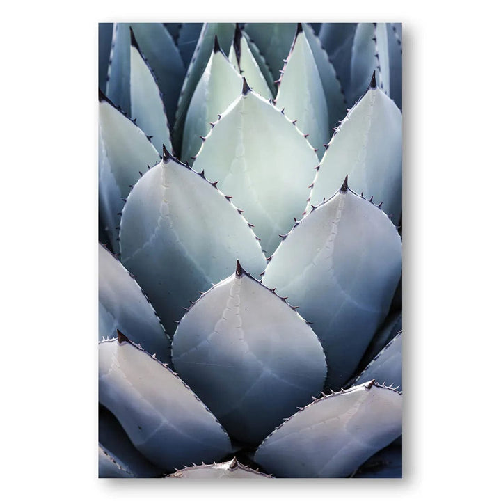 Blue Agave Elegance Photo Print