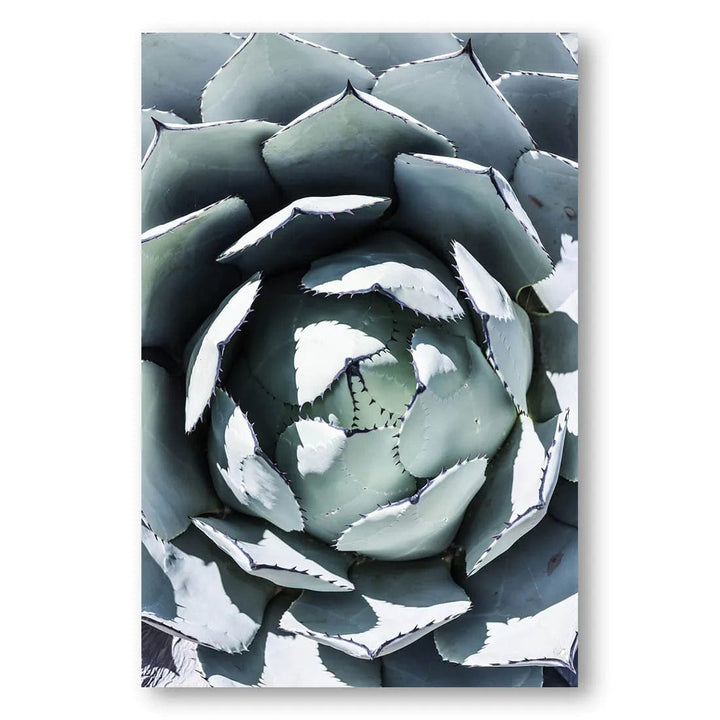 Blue Agave Bloom Photo Print