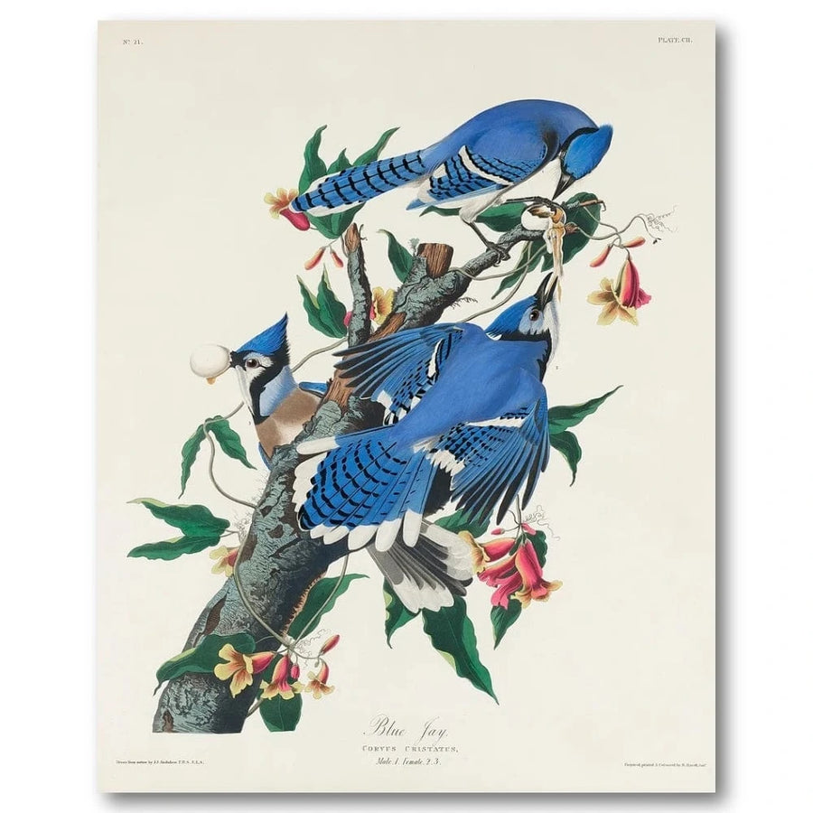 Blue Jay Audubon Art Print