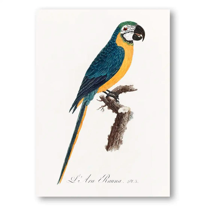 Blue & Yellow Macaw Vintage Parrot Art Print