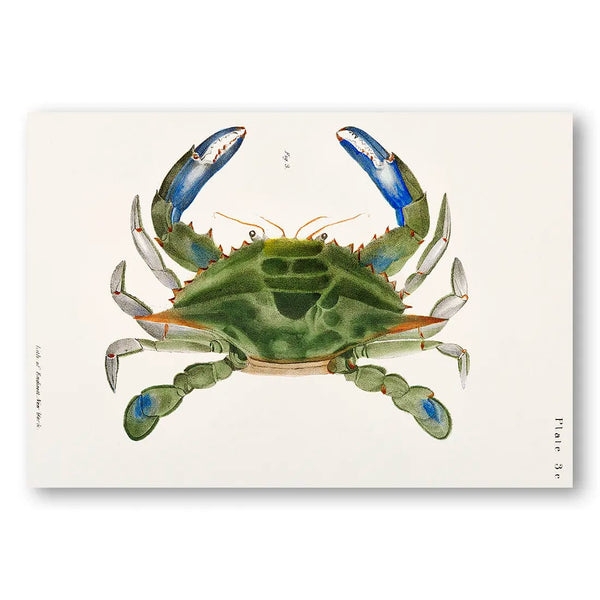 Blue Crab by James Ellsworth De Kay Vintage Art Print