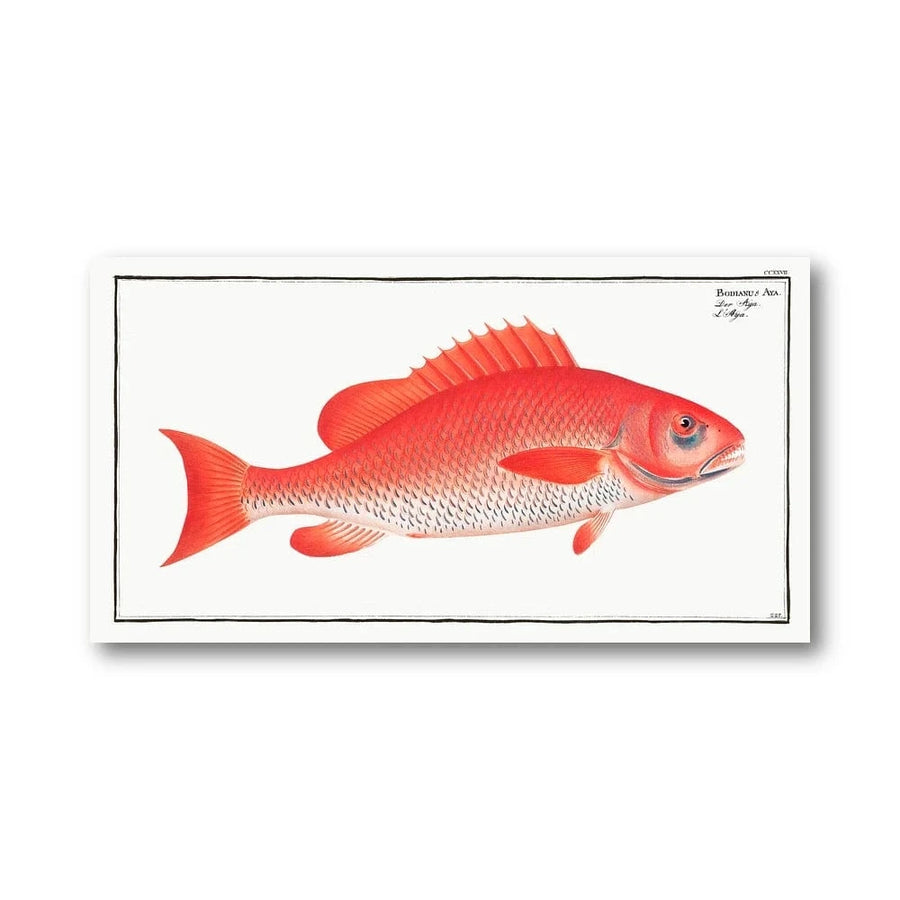 Vibrant Bodianus Aya Fish Art Print