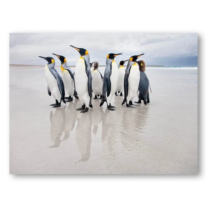 Penguin Guardians Photo Print